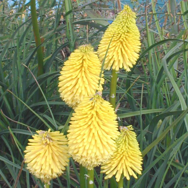 Kniphofia Bees Lemon