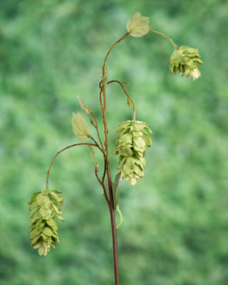 Hops Spray-Pale Green