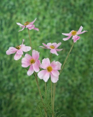 Cosmos-Pale Pink