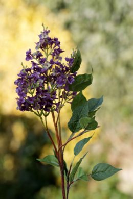 Lilac-Short Stem-Mauve