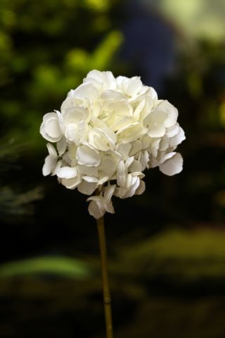 Hydrangea White Short stem