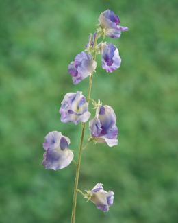 Sweet Peas-Lilac