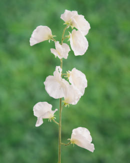 Sweet Peas-White