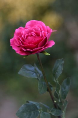 Roses-Large single Hybrid Tea-Dark Pink