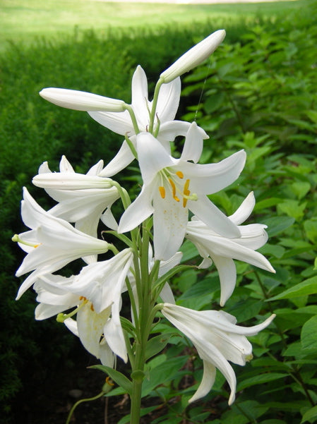 LILIUM CANDIDUM