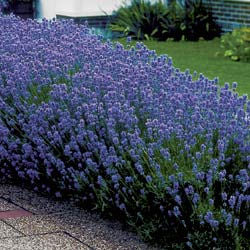 LAVANDULA-an.-Munstead-Planted-1