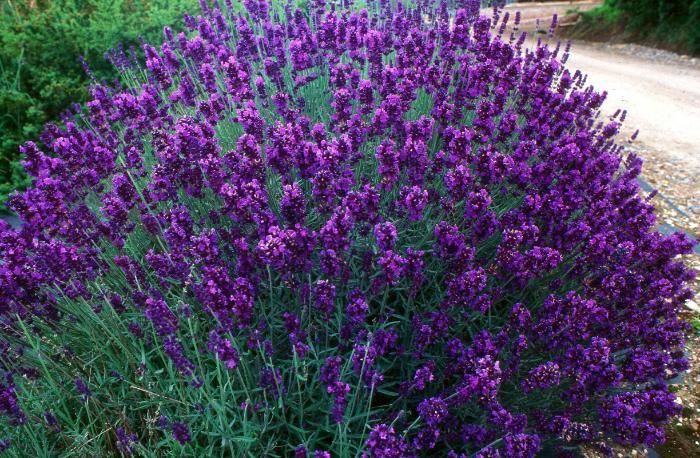 Lavandula-angustifolia-Hidcote-Planted-1