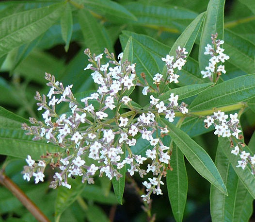 Lemon Verbena