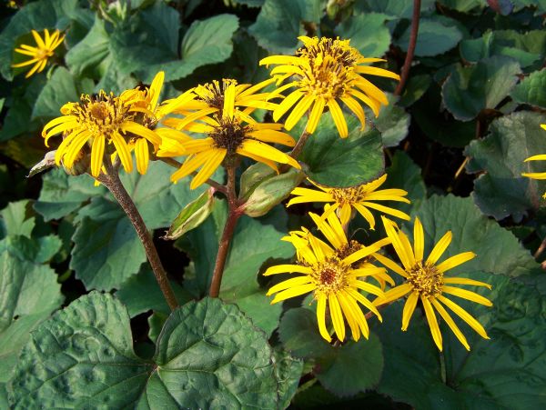 Ligularia dent. Othello