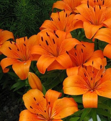 Lilium Orange Pixie