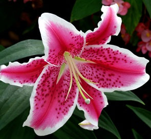 XL LILIUM STARGAZER 5