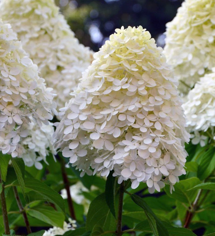 Hydrangea pan. Limelight