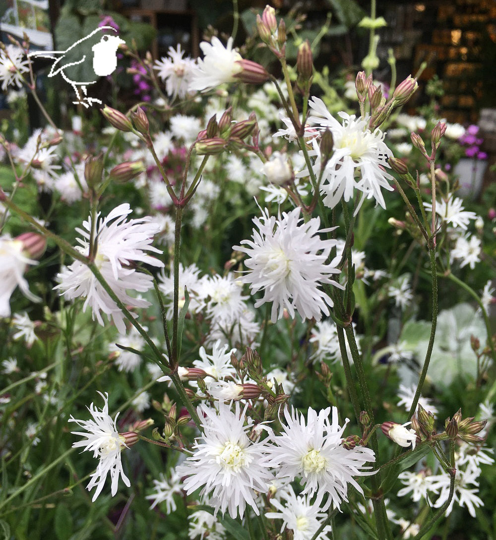 Lychnis flos-cuculi White Robin