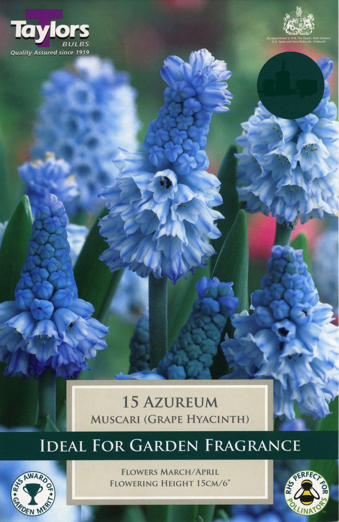 MUSCARI AZUREUM X 18