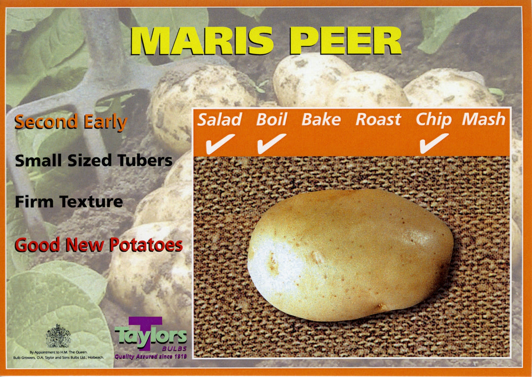 MARIS PEER SEED POTATOES