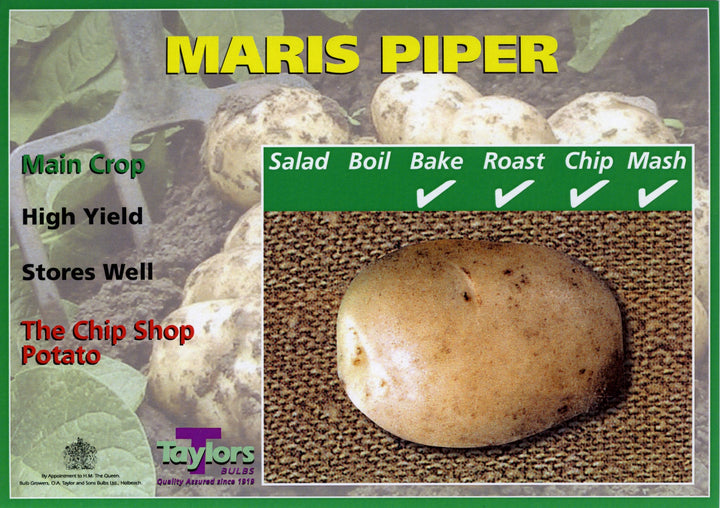 MARIS PIPER SEED POTATOS