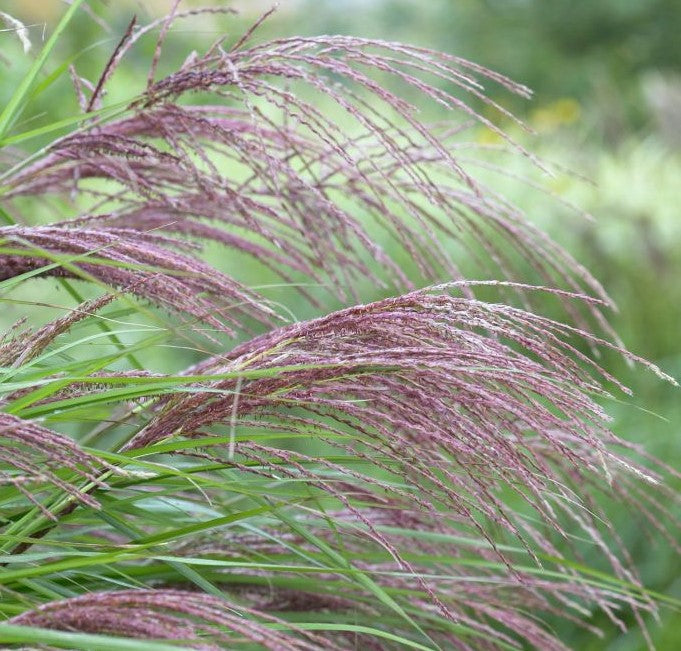 Miscanthus sinensis China