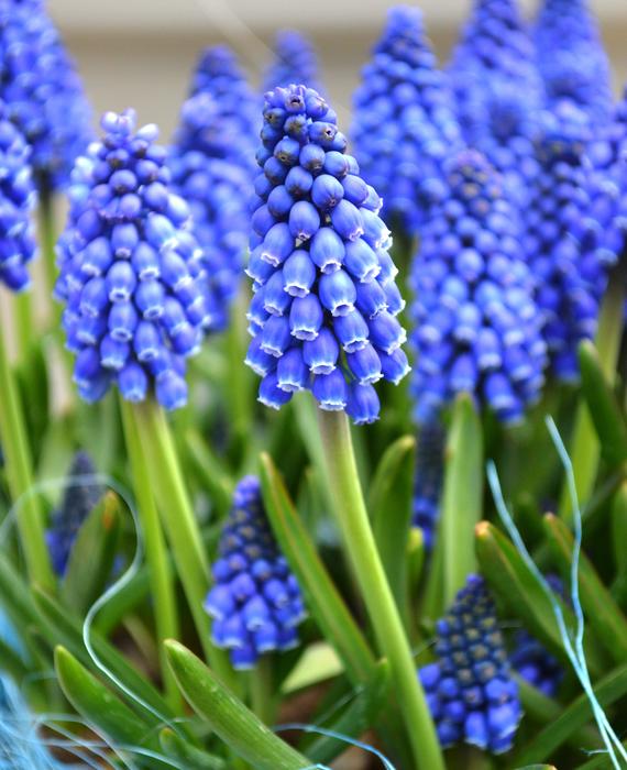 Muscari  Big Smile