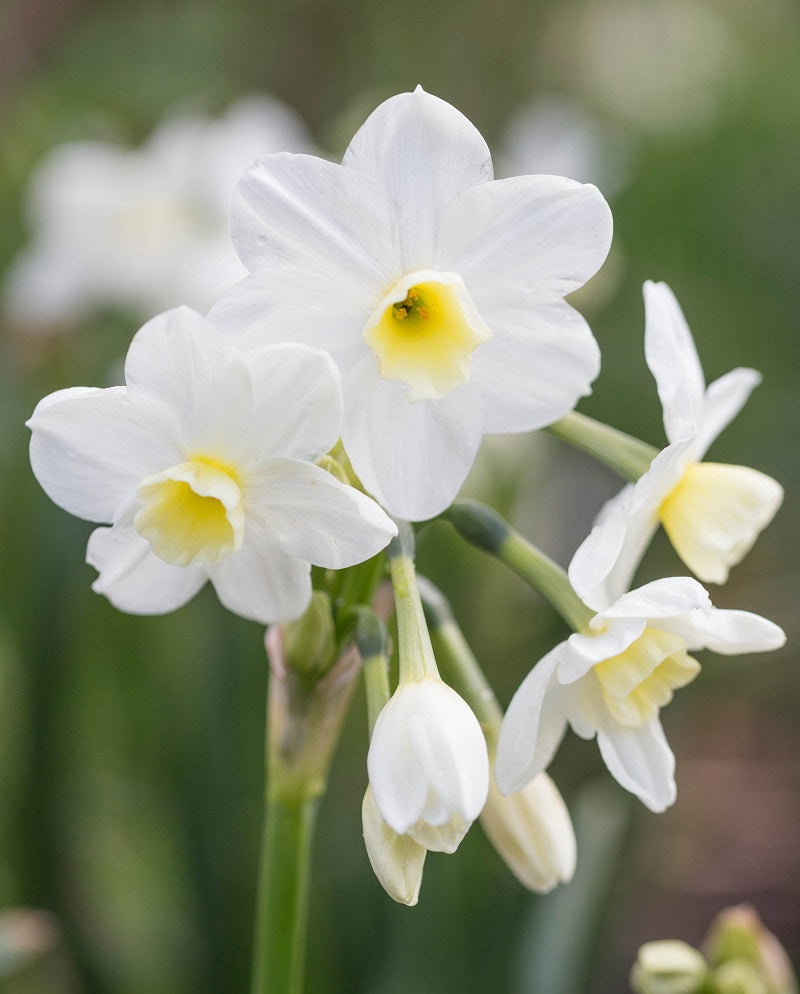 NARCISSUS SILVER CHIMES X 5