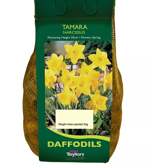 NARCISSUS TAMARA CARRI PACK 1.5KG