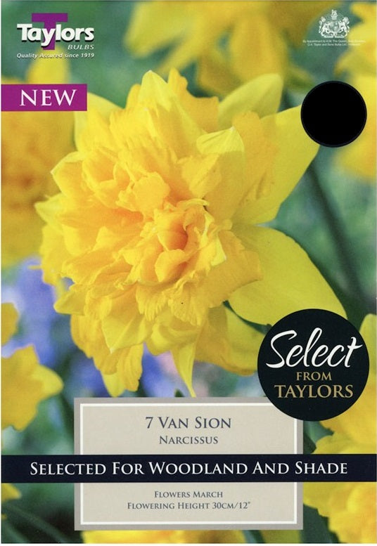 NARCISSI VAN SION