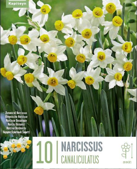 NARCISSUS CANALICULATUS X 10 – Windyridge Garden Centre