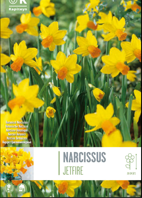 PROMO NARCISSUS JETFIRE x 20