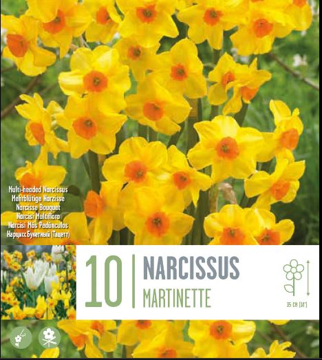 NARCISSUS MARTINETTE X 10