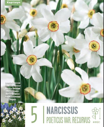 NARCISSUS RECURVUS X 5