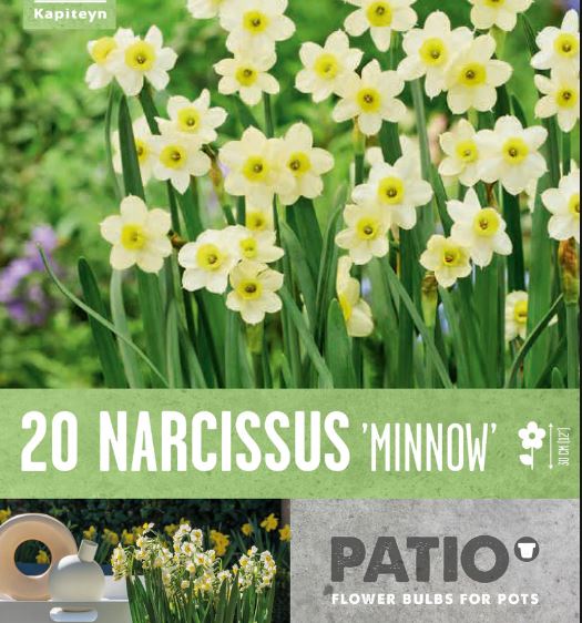 PATIO CONTAINER NARCISSUS TAZETTA MINNOW X 20