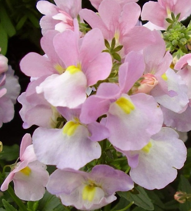 NEMESIA Amelie