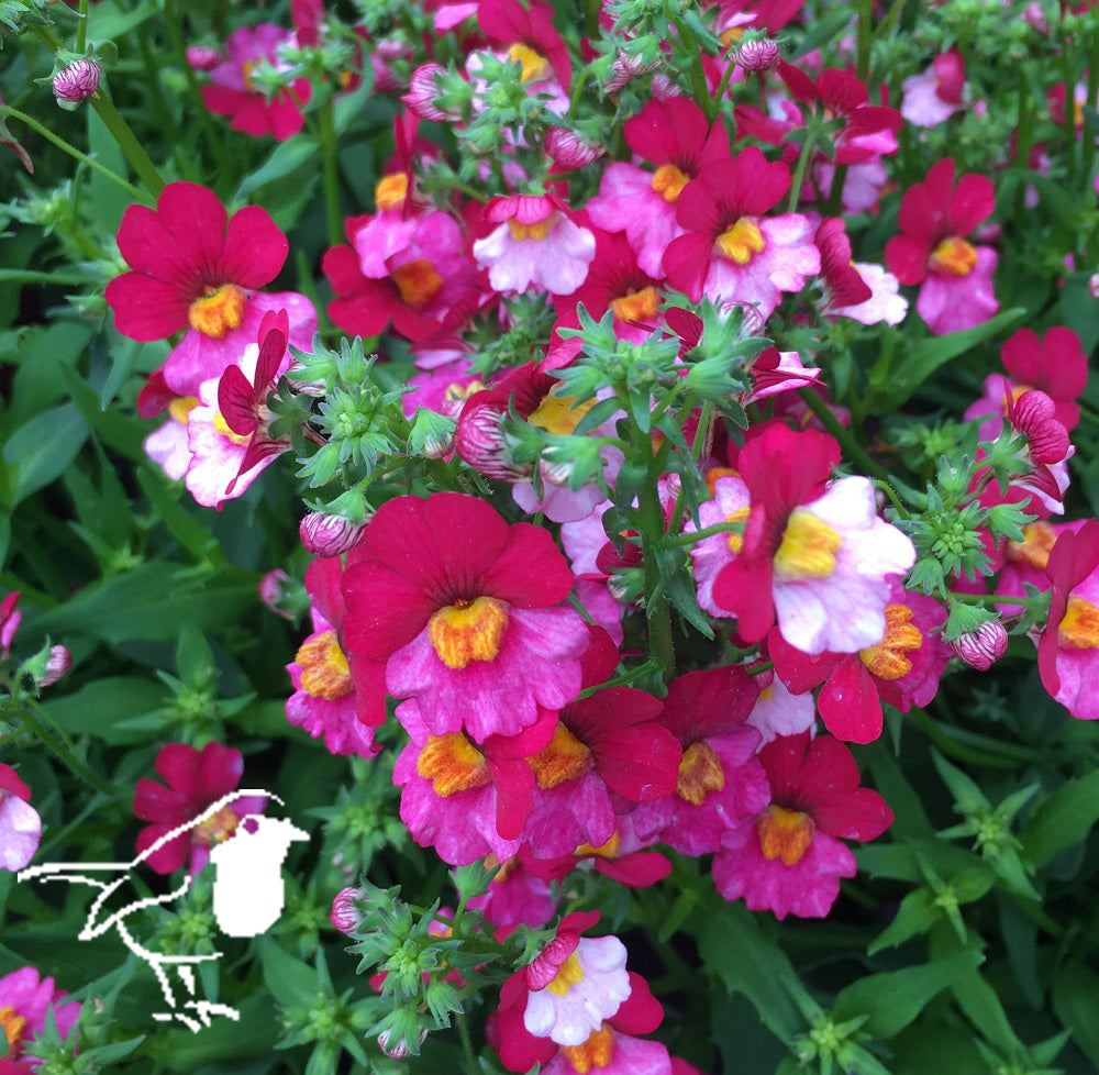 Nemesia Berry Delight