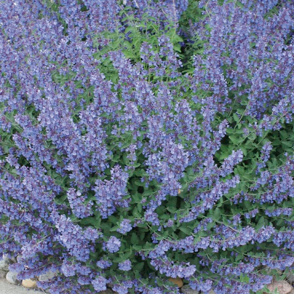 Nepeta Walkers Low