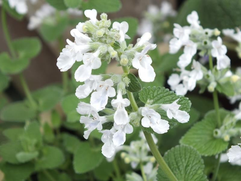 Nepeta racemosa Snowflake