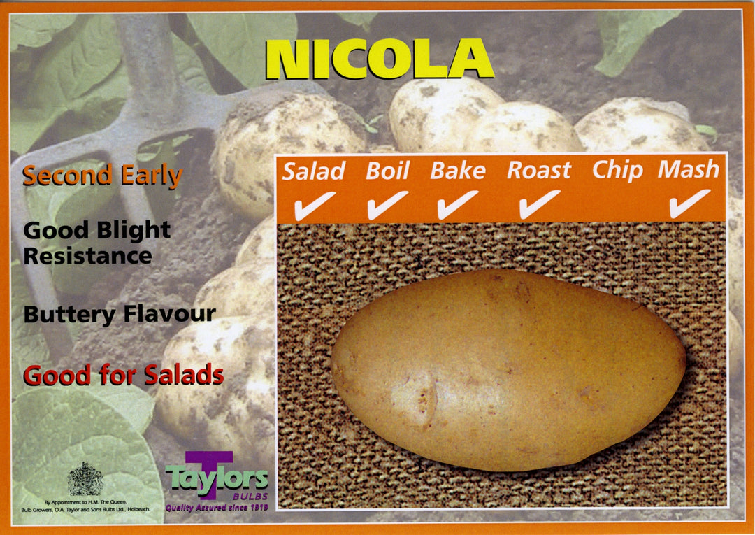 SEED POTATO NICOLA