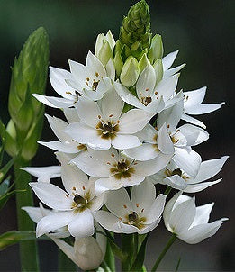 Ornithogalum Snow Flake