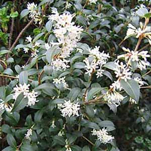 OSMANTHUS BURKWOODII