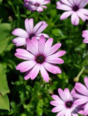 Osteospermum Cannington Roy