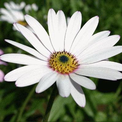 Osteospermum Lady Leitrim