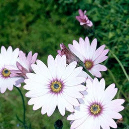 Osteospermum jucundum