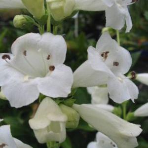 Penstemon Snowstorm