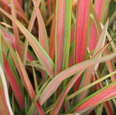 PHORMIUM Jessie