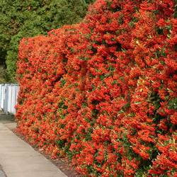 Pyracantha Orange Glow