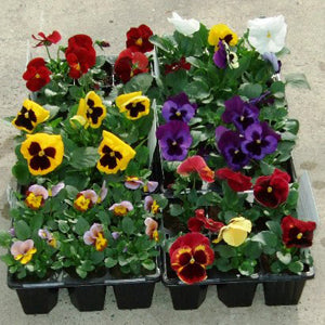 Pansy Select Mix Cellpak