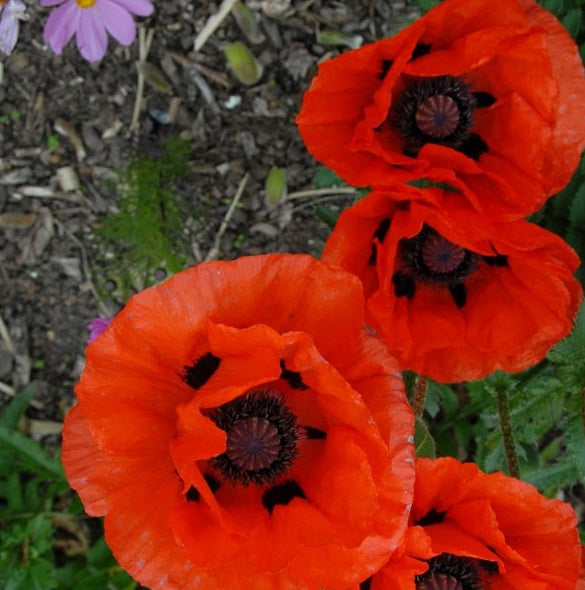 Papaver or. Allegro