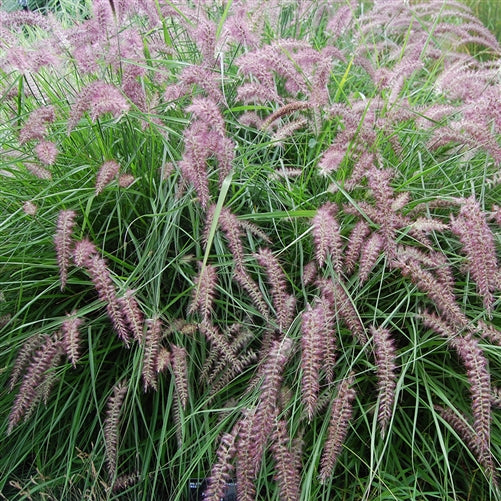 Pennisetum Karley Rose