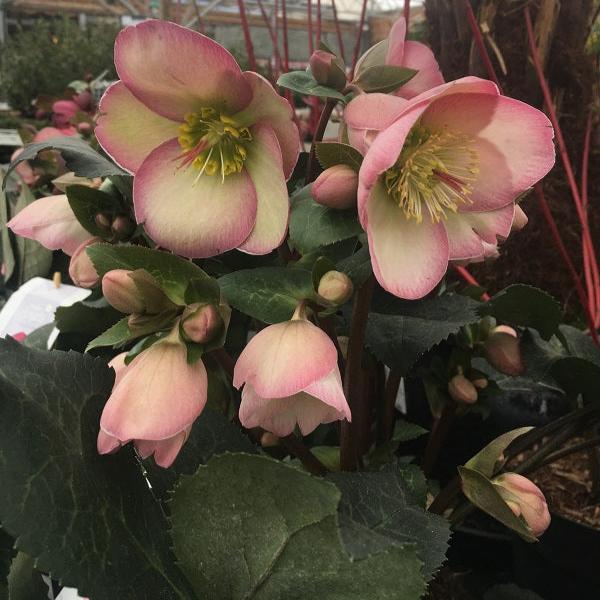 Helleborus Frostkiss Pennys Pink