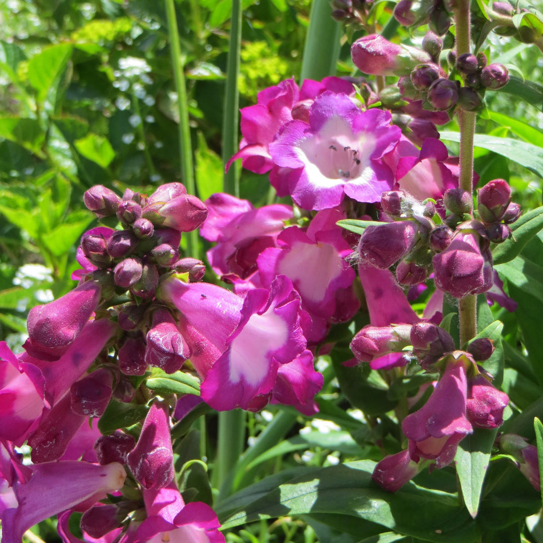 Penstemon Polaris Purple