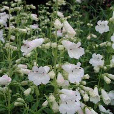 Penstemon White Bedder