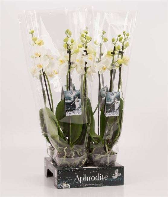 Phalaenopsis Goddess white  P12 - 3 stem